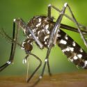Malaria Prophylaxe Vorkommen